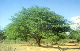 Prosopis juliflora tree