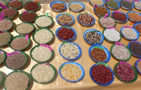 Bowls of different seeds