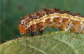 Fall armyworm
