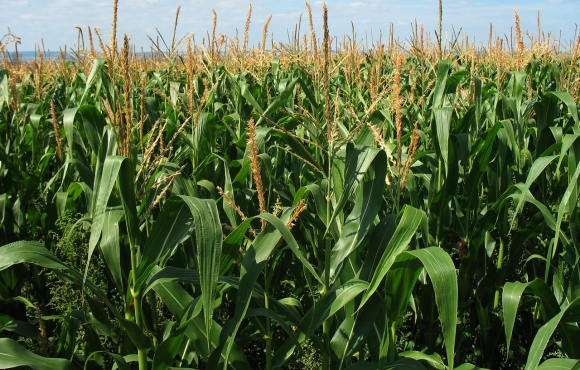 Generic maize field